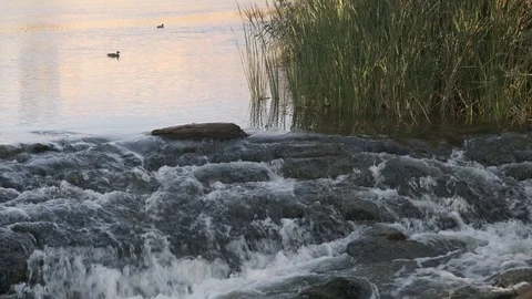 Ducks in a stream Stock Footage 115587848