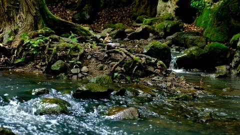 Ducks on the stream shore Stock Footage 109135489