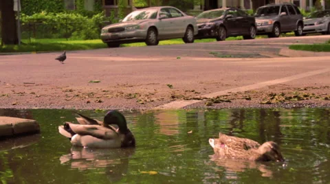 Ducks in the Street Stock Footage 49796968