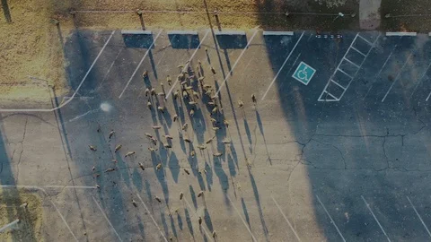 Ducks in the Street Stock Footage 99527242