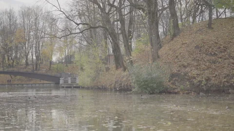 Ducks on a string pond in a park, water covered with old leaves. Stock Footage 159367211