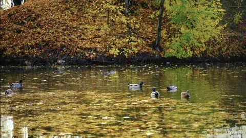 Ducks on a string pond in a park, water covered with old leaves-4k. Stock Footage 159367776