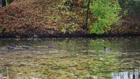 Ducks on a string pond in a park, water covered with old leaves. Stock Footage 159367991