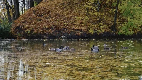 Ducks on a string pond in a park, water covered with old leaves-2. Stock Footage 159368061
