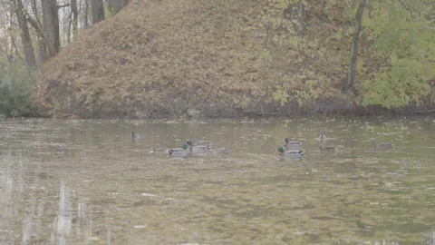 Ducks on a string pond in a park, water covered with old leaves-2. Stock Footage 159368215