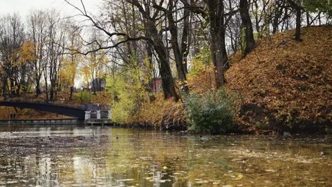 Ducks on a string pond in a park, water covered with old leaves. Stock Footage 159368903