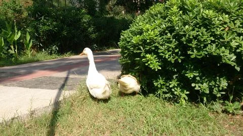 Ducks on a summer day Stock Photos