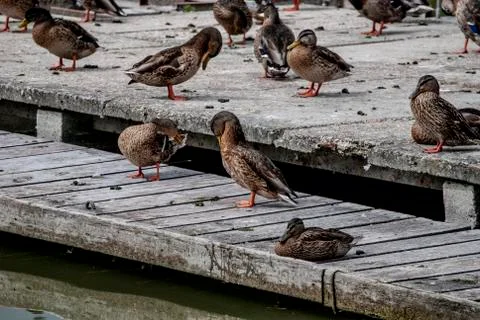 Ducks Sun Bathing Stock Photos