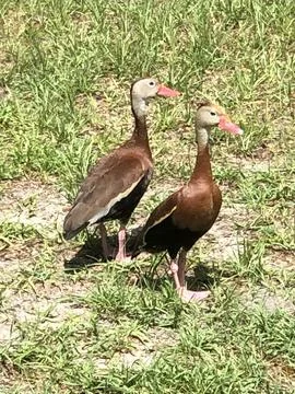 Ducks in the Sun 库存照片