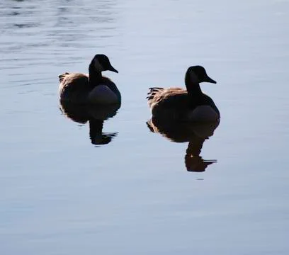Ducks with the sun to their backs Stock Photos