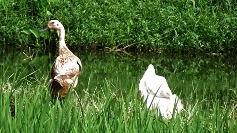 Ducks sunbathing after swimming Stock Footage 304149915