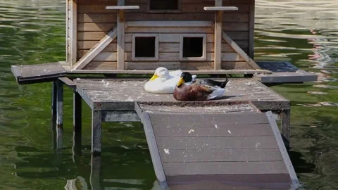 Ducks sunbathing in front of their huts Stock Footage 175375105