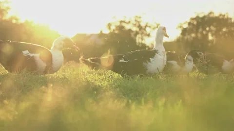 Ducks in the sunset. beautiful light at sunset and ducks. green grass, glare. Stock Footage 218975122