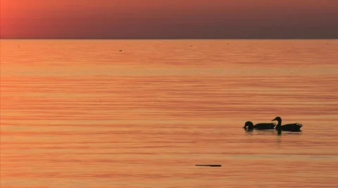 Ducks At Sunset Video stock 84822