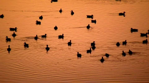 Ducks at sunset Stock Footage 505238