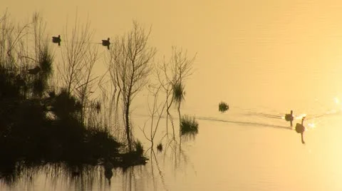 Ducks at sunset Stock Footage 12255797