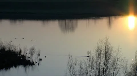 Ducks at sunset Stock Footage 12256326