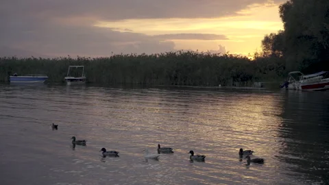Ducks at sunset on the lake Stock Footage 166239321