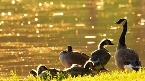 Ducks at Sunset Lake Stock Footage 323139744