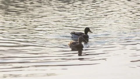 Ducks in the sunset reflection on the Elbe River Stock Photos