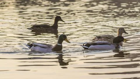 Ducks in the sunset reflection on the Elbe River Stock Photos