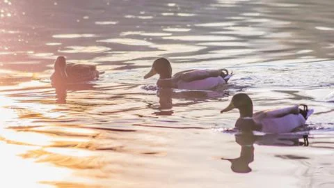 Ducks in the sunset reflection on the Elbe River Stock Photos