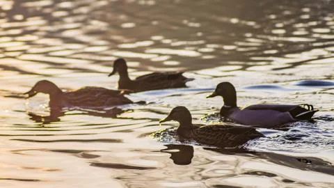Ducks in the sunset reflection on the Elbe River Stock Photos