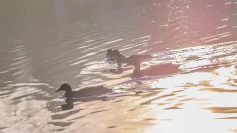 Ducks in the sunset reflection on the Elbe River Stock Photos