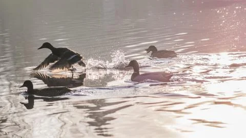 Ducks in the sunset reflection on the Elbe River Stock Photos