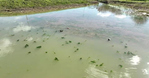 Ducks in the Swamp Stock Footage 237786234
