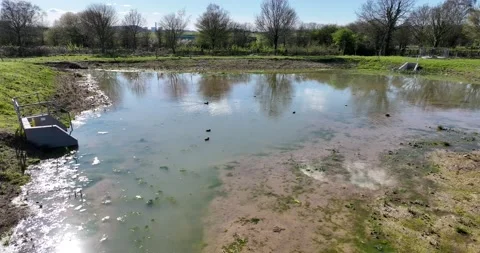 Ducks in the Swamp Stock Footage 237787259