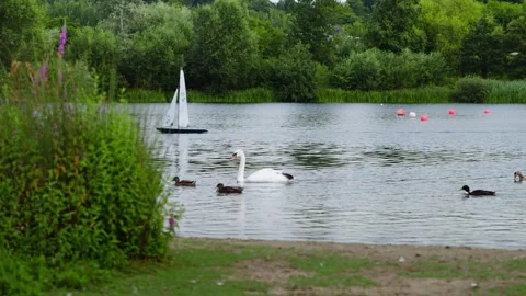 Ducks, Swans and a Model Sailing Board on a Lake in United Kingdom Stock Footage 281476579