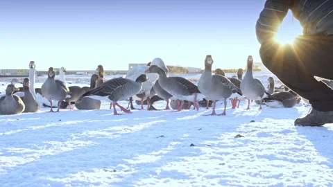 Ducks with swans in winter in Iceland Stock Footage 304385730