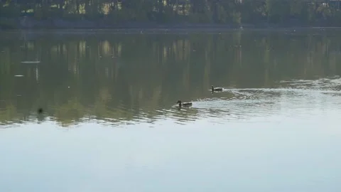 Ducks swim along the shore Stock Footage 161012107