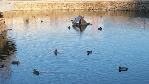 Ducks swim and dive in an artificial pond. Stock Footage 175339870