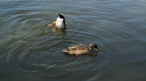 Ducks swim and dive Stock Footage 1065918