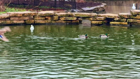 Ducks swim and dive in a pond at a local park during a cloudy day in early Stock Footage 332969694