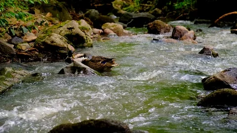 Ducks Swim And Feed In The Forest Stream Stock Footage 123876159