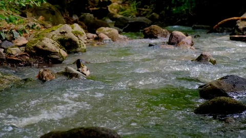 Ducks Swim And Feed In The Forest Stream Stock Footage 124231049