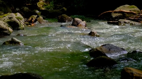 Ducks Swim And Feed In The Forest Stream Stock Footage 124231087