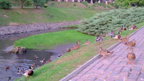 Ducks swim and gather on the river bank. Stock Footage 319173291
