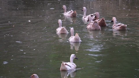 Ducks swim and sunbathe Video stock 106885421