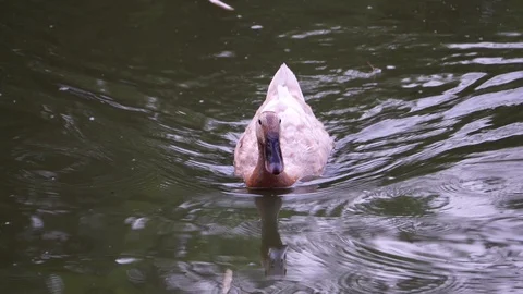 Ducks swim and sunbathe Video stock 106885842