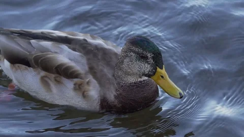 Ducks swim and swing on the waves Stock Footage 116318926