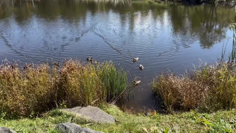 Ducks swim on an artificial pond Stock Footage 286784223