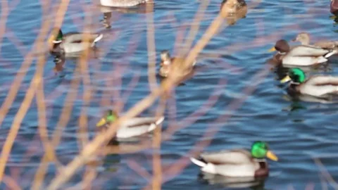Ducks swim behind brush Stock Footage 71766595