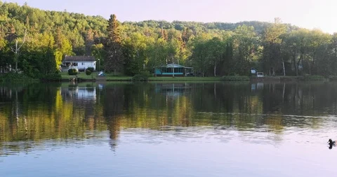 Ducks swim on a calm river in cottage country Stock Footage 123893997