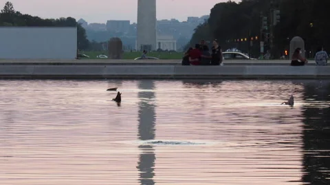 Ducks swim in the Capitol Reflecting Pool in Washington DC sunset 8/24/21 Stock Footage 159771996