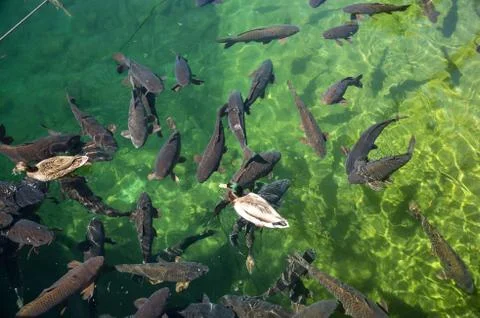 Ducks swim with the carp Stock Photos
