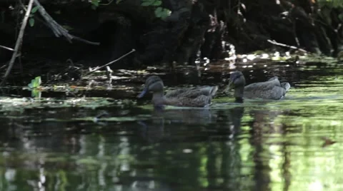 Ducks Swim Close Up. 2 different clips. 1. close up shot of a duck swimming Stock Footage 67108360